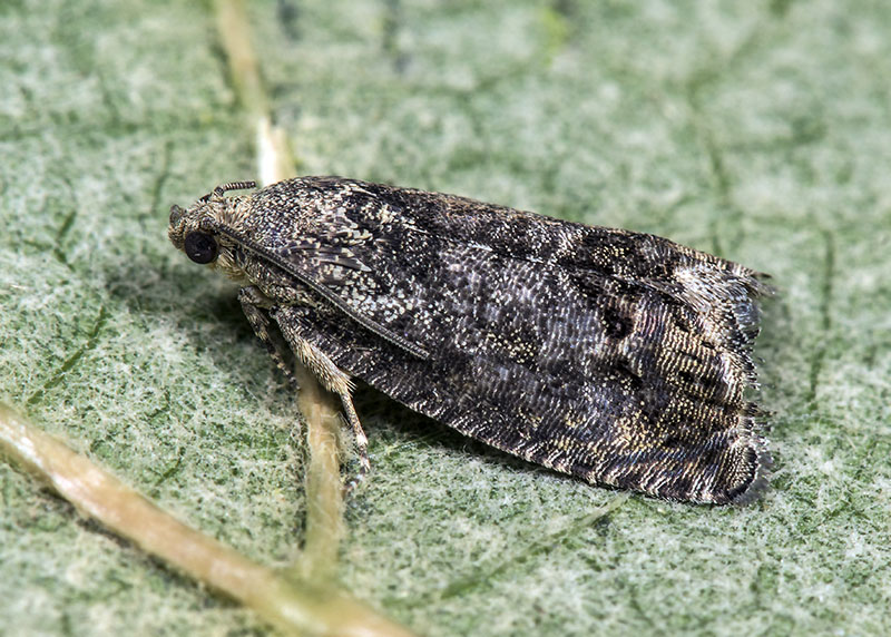 Tortricidae, genere Cydia